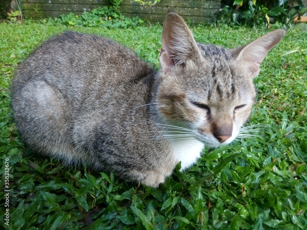 A cute cat sitting on a green grass A cute cat sitting on a green grass