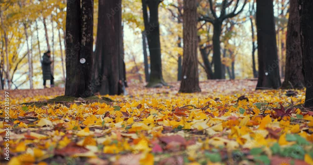 Leafs in Autumn with vivid fall at park, Focus of colored leafs tree falling on ground. Leafs in Autumn with vivid fall at park, Focus of colored leafs tree falling on ground.