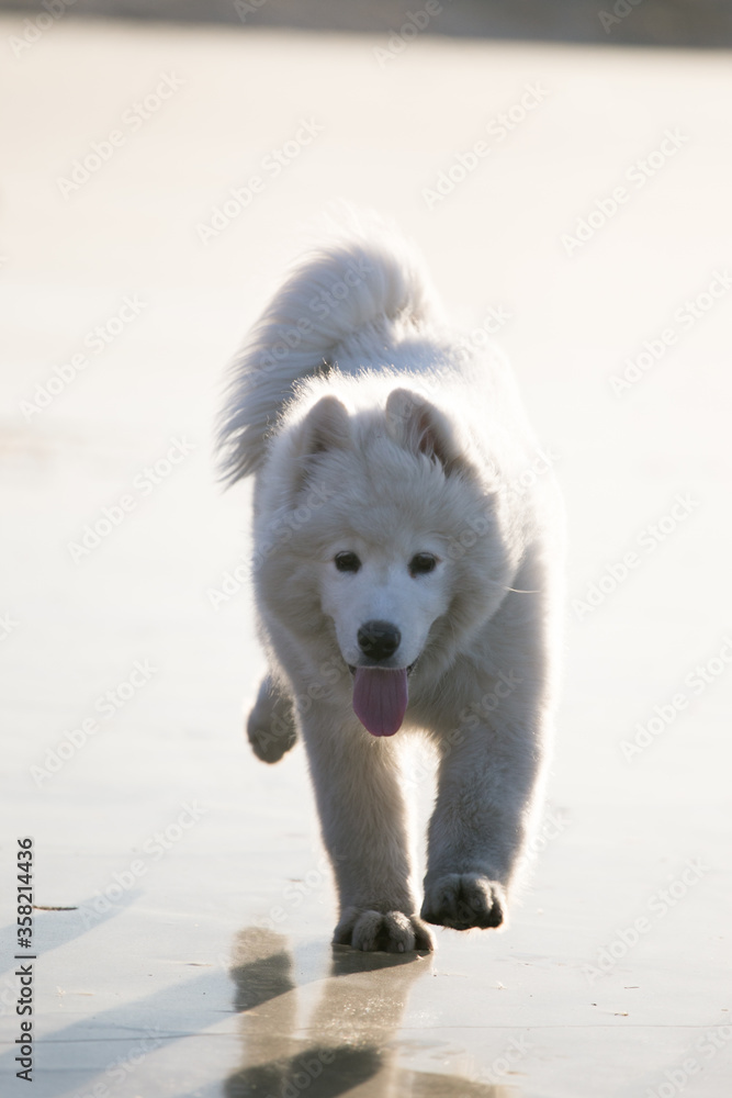 Naklejka premium cute samoyed