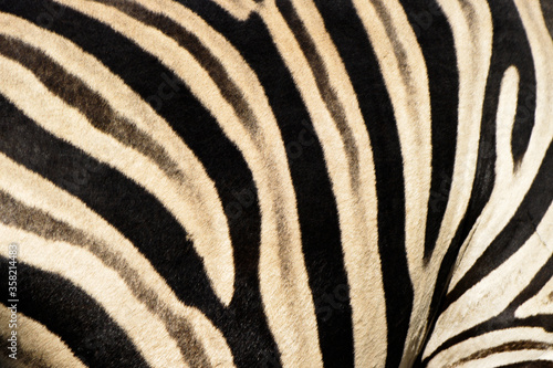 Shadow stripes of Burchell s  common  plains  zebra  Etosha National Park  Namibia