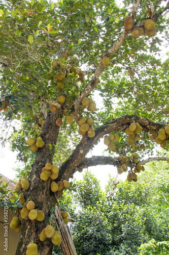 The jackfruit, also known as jack tree, is a species of tree in the fig, mulberry, and breadfruit family. Its origin is in the region between the Western Ghats of southern India and the rainforests.