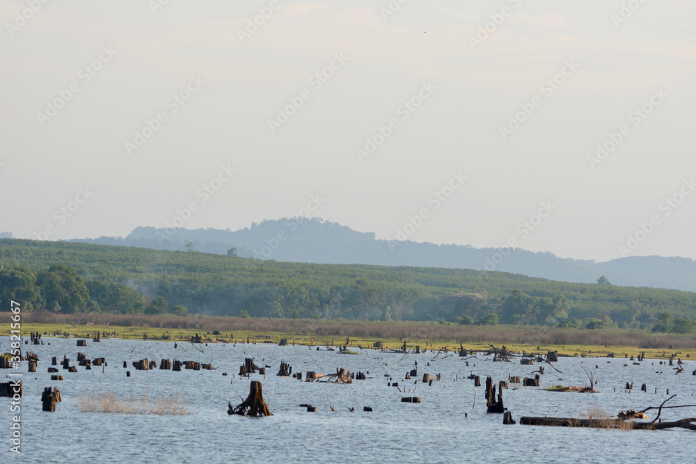 Naklejka premium Tree stumps beside the river landscape.