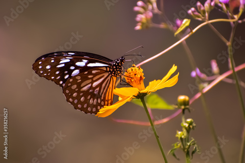Butterfly sucking nectar from flower