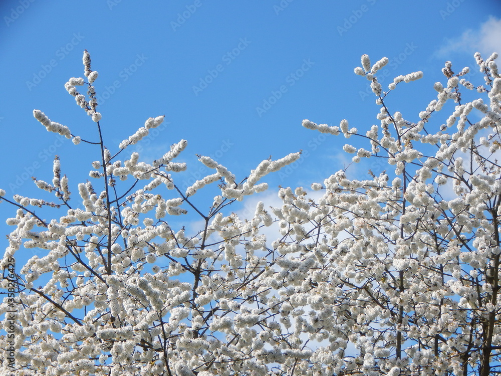 snow covered branches