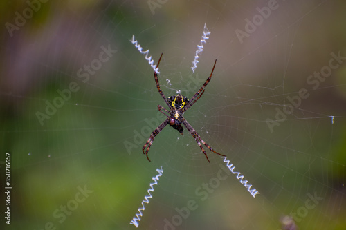 Garden spider getting hold of the insect stuck in its web