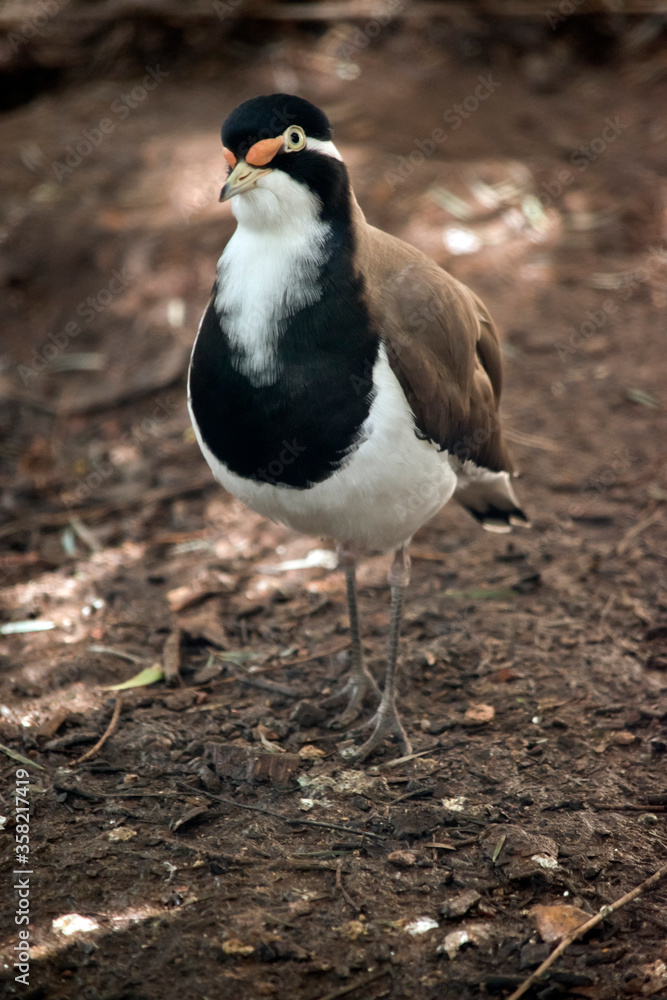 the banded lapwing is black, white and brown bird the banded lapwing is black, white and brown bird