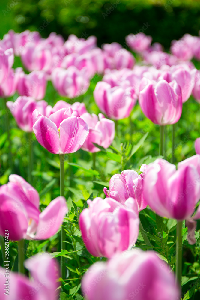 Spring tulips Spring tulips