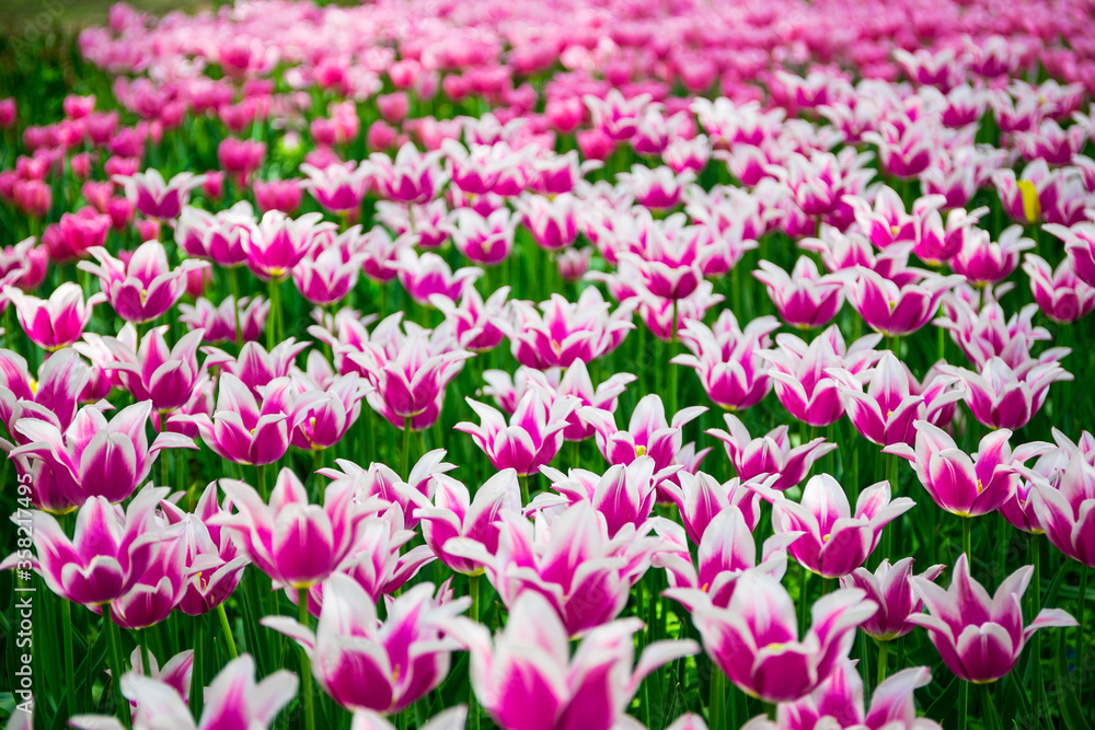 Spring tulips Spring tulips