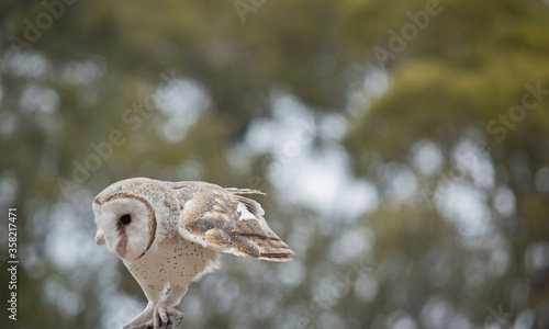Foto this is a close up of a barn owl