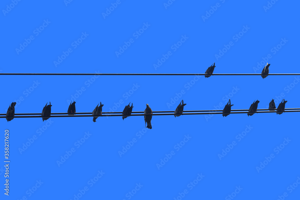 Group of pigeons on the power line Group of pigeons on the power line