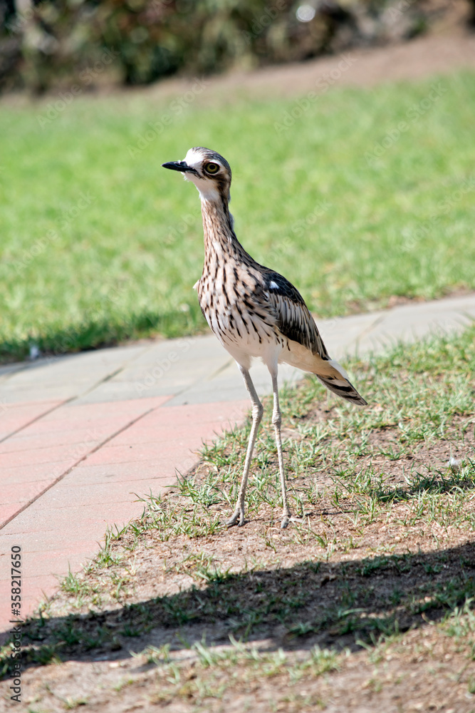 Obraz premium the bush stone curlew is walking on a path
