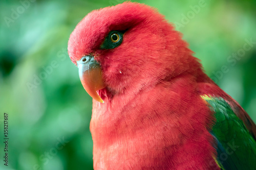 Fototapeta the chattering lory is a red bird with an orange bill