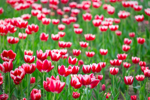 Fototapeta Naklejka Na Ścianę i Meble -  Spring tulips