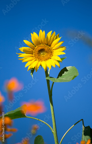 sunflower on blue sky