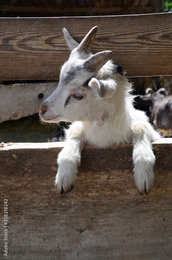A young, curious kid in the fence. A young goat. Domestic, rural animal. Funny animal. Close up. Near.