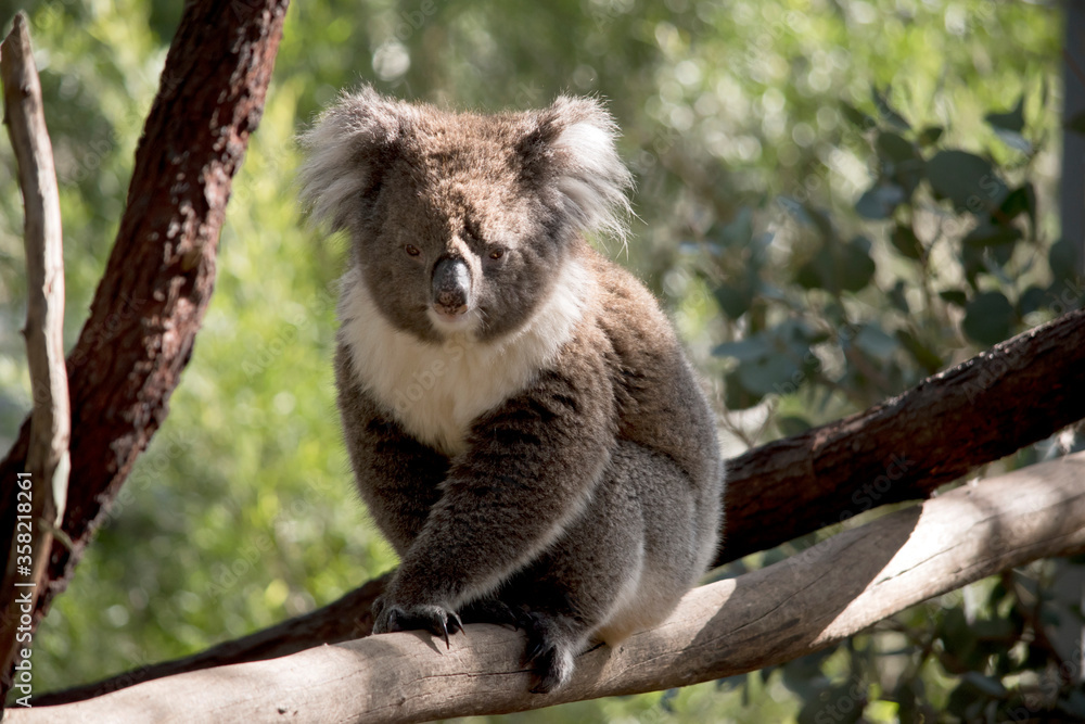 the koala is walking on a branch the koala is walking on a branch