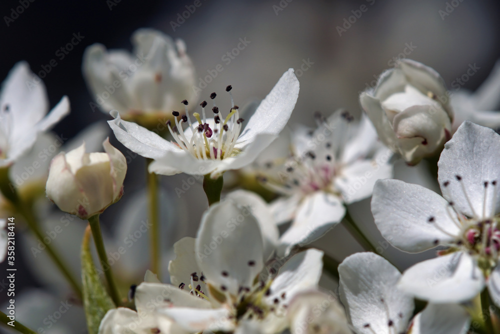 apple blossoms in bloom apple blossoms in bloom