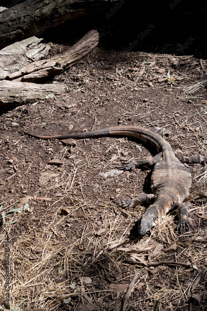 the lace lizard is a large lace the lace lizard is a large lace