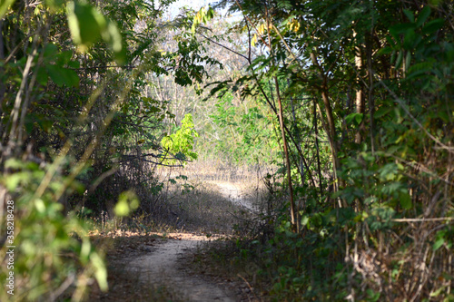 the way in forest 