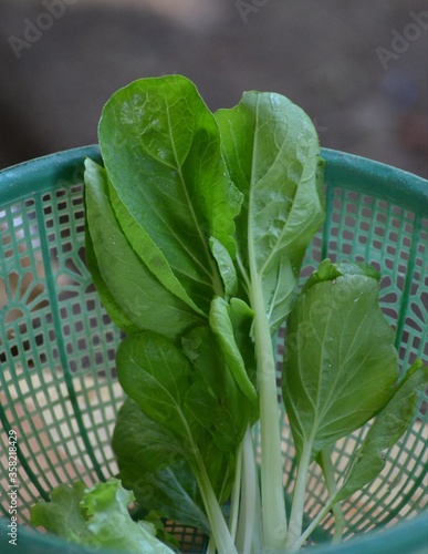 fresh pakchoi cabbage in a basket