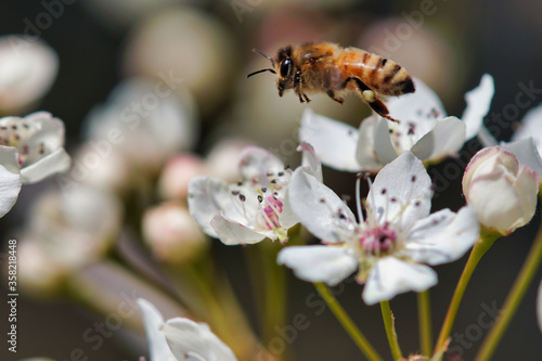 bee on blossoms