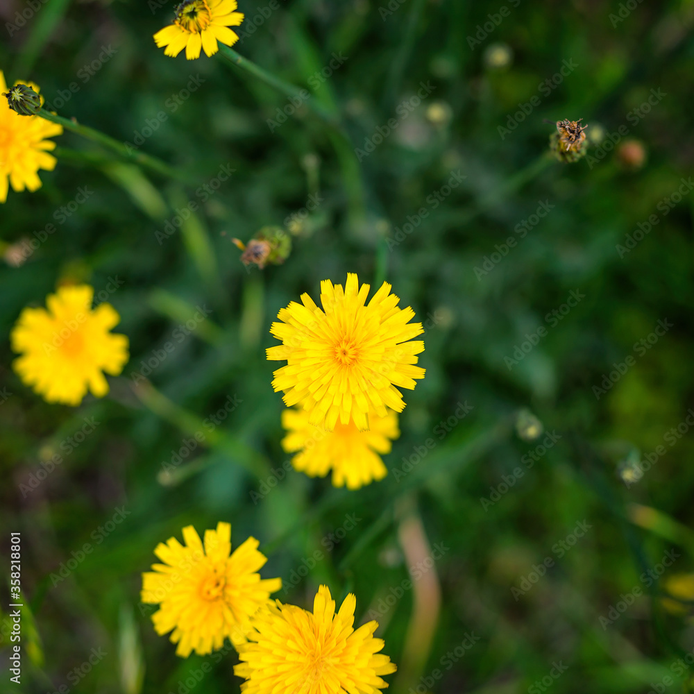 Grass yellow flower Blooming on the meadow, top view. Grass yellow flower Blooming on the meadow, top view.