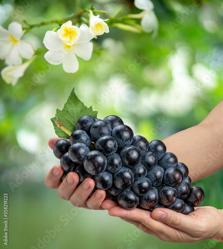 Wine grape with leaves on natural farm background, Hand holding tasty organic Kyoho Grape on blur background