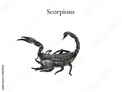 Black scorpion ready to fight isolated on white background, (Giant forest scorpions, Emperor Scorpion). Clipping path