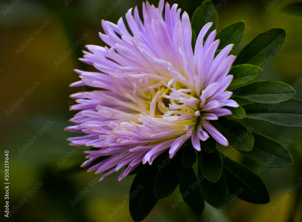 Fototapeta premium Crysanthemum flower in the garden