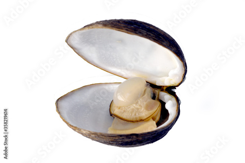  A boiled clam isolated on a white background