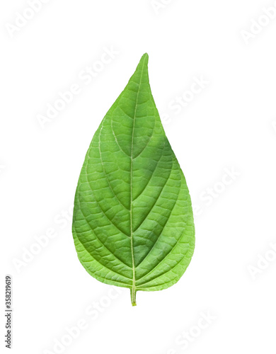 Green plant leaves isolated on  white background   clipping path