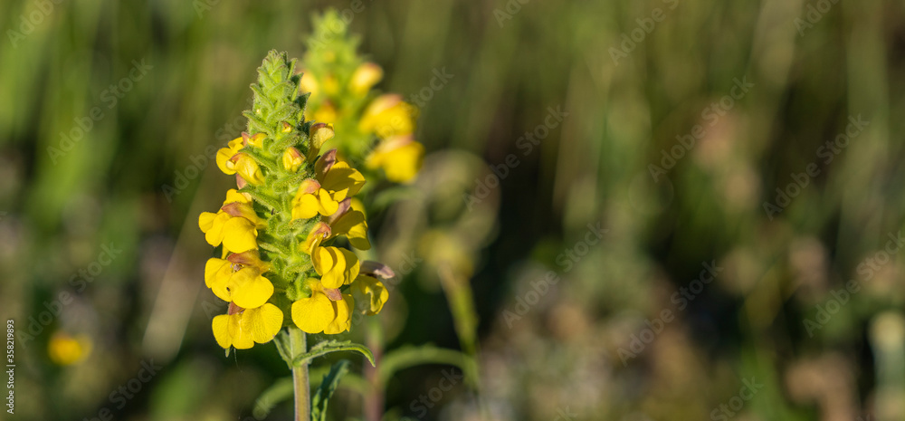 yellow flowers and plants in spring yellow flowers and plants in spring