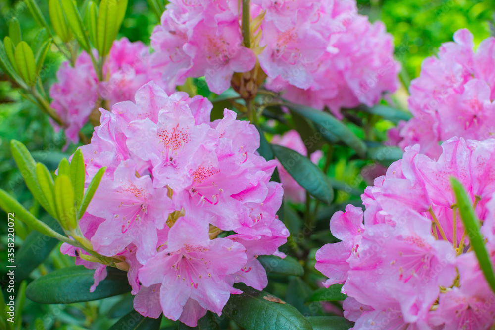 Pink rhododendron blossom flower bush. Blooming in spring and summer flowers