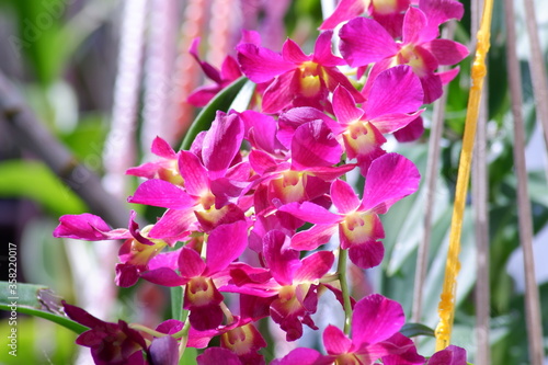 Dendrobium orchids plant on hanging pot photo