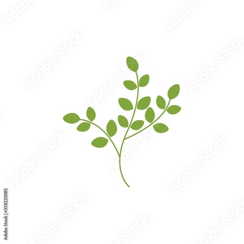 Moringa leaf illustration © devankastudio