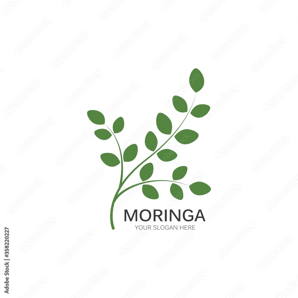 Fototapeta premium Moringa leaf illustration