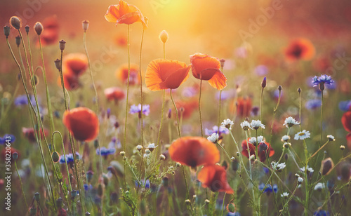 Field of poppy flowers at sunset, selective focus, color toning applied.