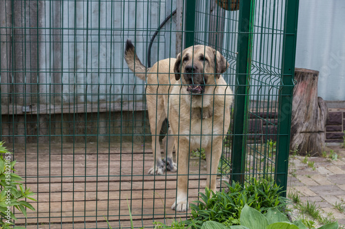 Big healthy dog behind the cage. Security or homeless animal concept