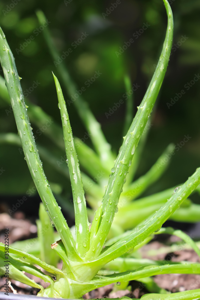 Detail of rich green aloe vera plant leaves Detail of rich green aloe vera plant leaves