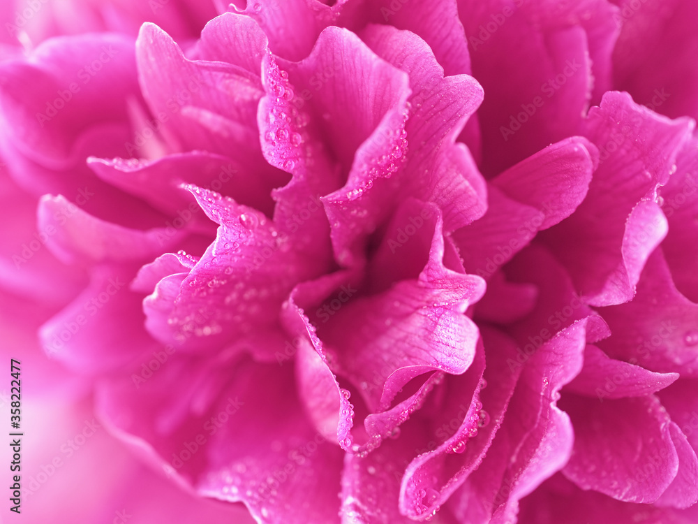 Macro image of a peony flower. Drops of water are at the tips of the petals. Shallow depth of field.