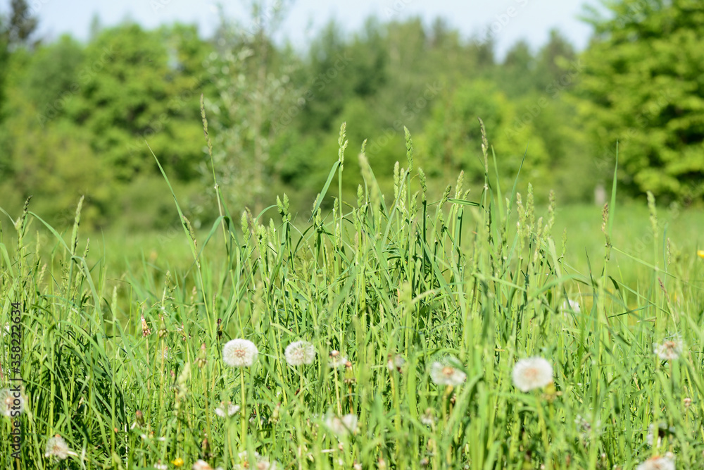 Close-up green grass in a forest glade on a sunny summer day. Natural background Close-up green grass in a forest glade on a sunny summer day. Natural background