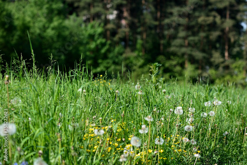 Close-up green grass in a forest glade on a sunny summer day. Natural background
