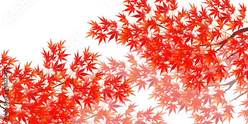 紅葉　もみじ　秋　背景