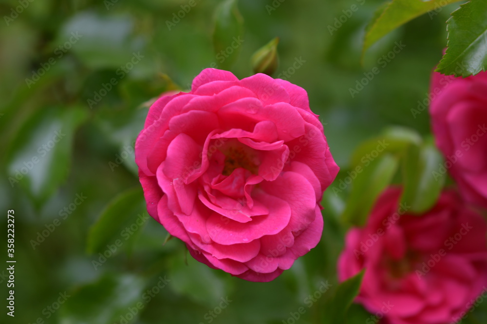 Rose Rose