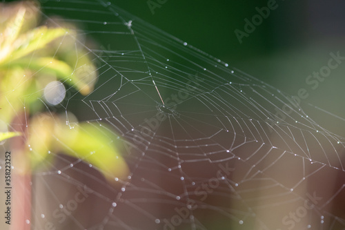 A closeup picture of spiderweb in morning time. Vancouver BC Canada 