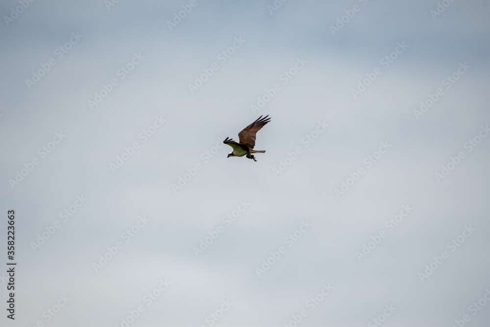 Osprey holding a fish heading back to its nest. Vancouver BC Canada
Osprey holding a fish heading back to its nest. Vancouver BC Canada