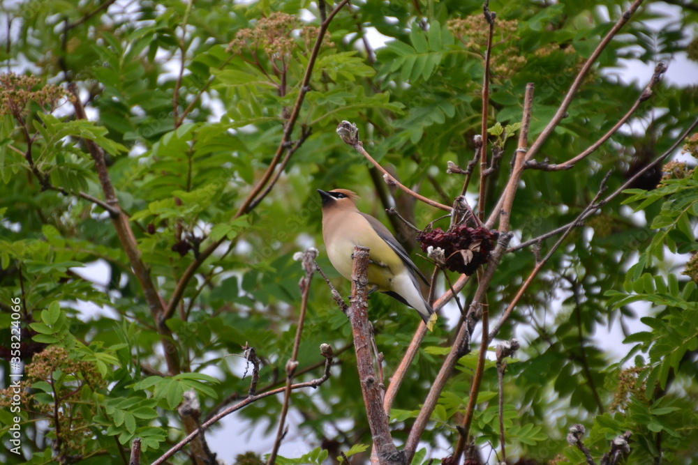 Obraz premium Cedar Waxwing in a Mountain Ash Tree