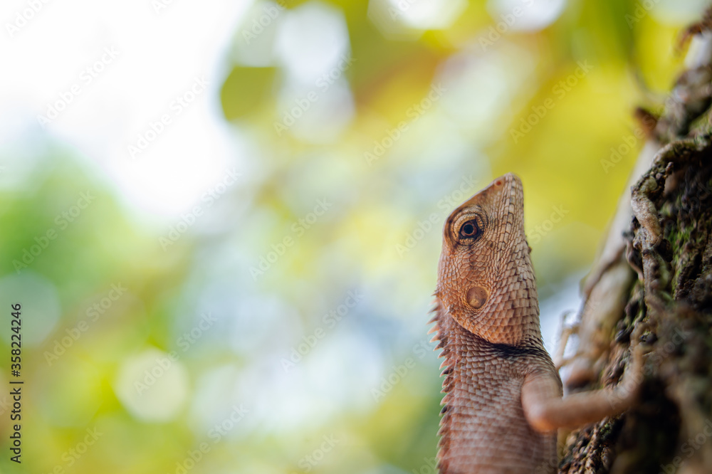 Fototapeta premium A species of lizard native to Southeast Asia.