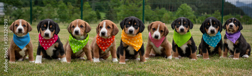 Gruppenfoto mit Swissydogwelpen in einer Reihe mit bunten Dreieckstüchern