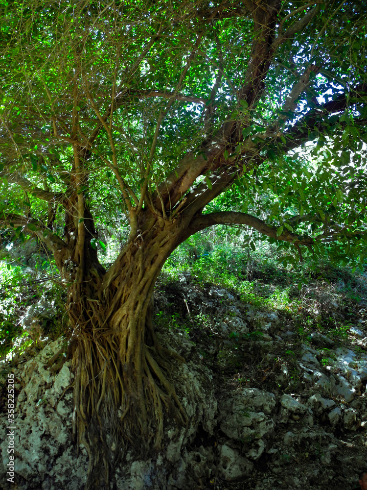 Fototapeta premium Old balete tree in the forest